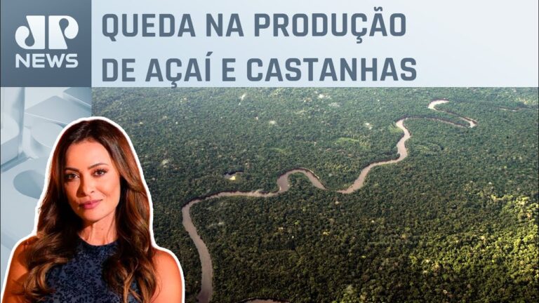 Mudanças climáticas afetam bioeconomia da Amazônia; Patrícia Costa comenta