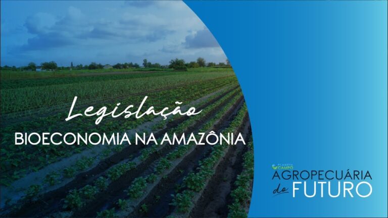 3º Dia – Produção de cacau incentiva a bioeconomia na Amazônia