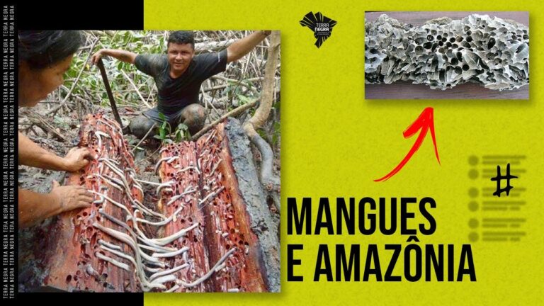 Mangues e Amazônia nos vestibulares – Bioeconomia