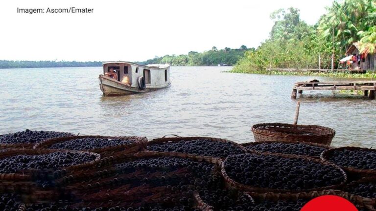 Bioeconomia na Amazônia: Abordagens Conceituais e Políticas Públicas de IC&T em Construção