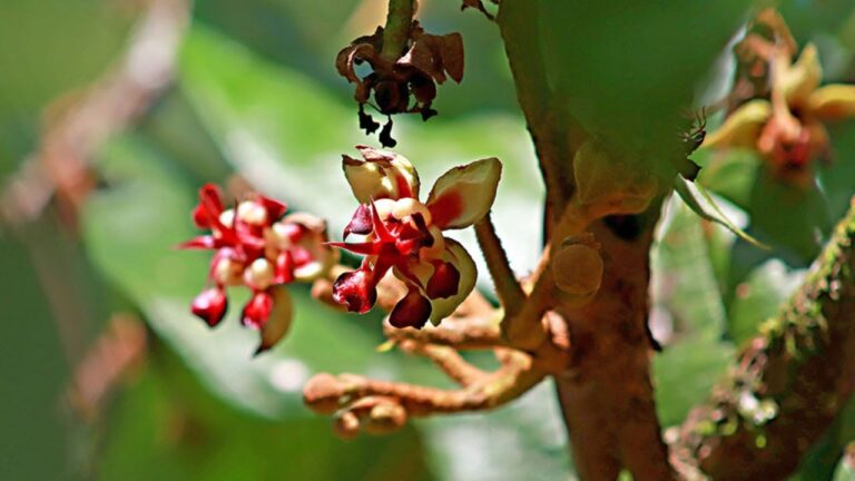 Azul lança movimento para impulsionar a bioeconomia na Amazônia