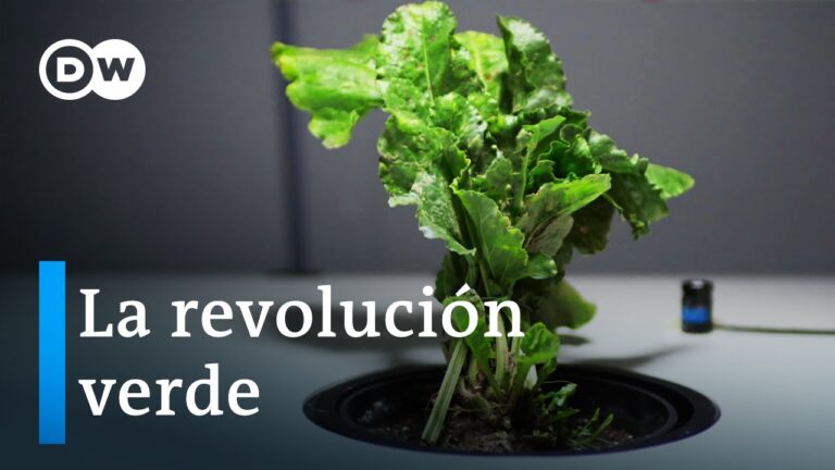 Bioeconomía como alternativa – ¿qué tan prometedores son los recursos renovables? | DW Documental