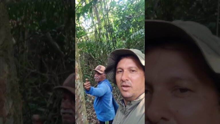 Mucuiba uma  Planta medicinal da Amazônia! bioeconomia na terra do meio!