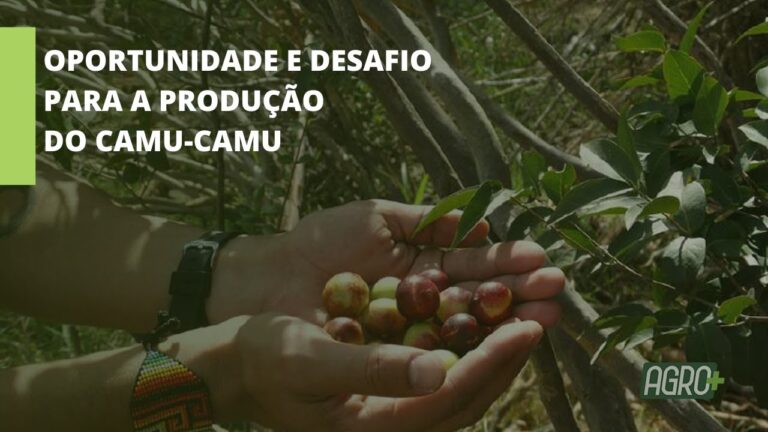 Fruto da Amazônia tem potencial para atrair indústria