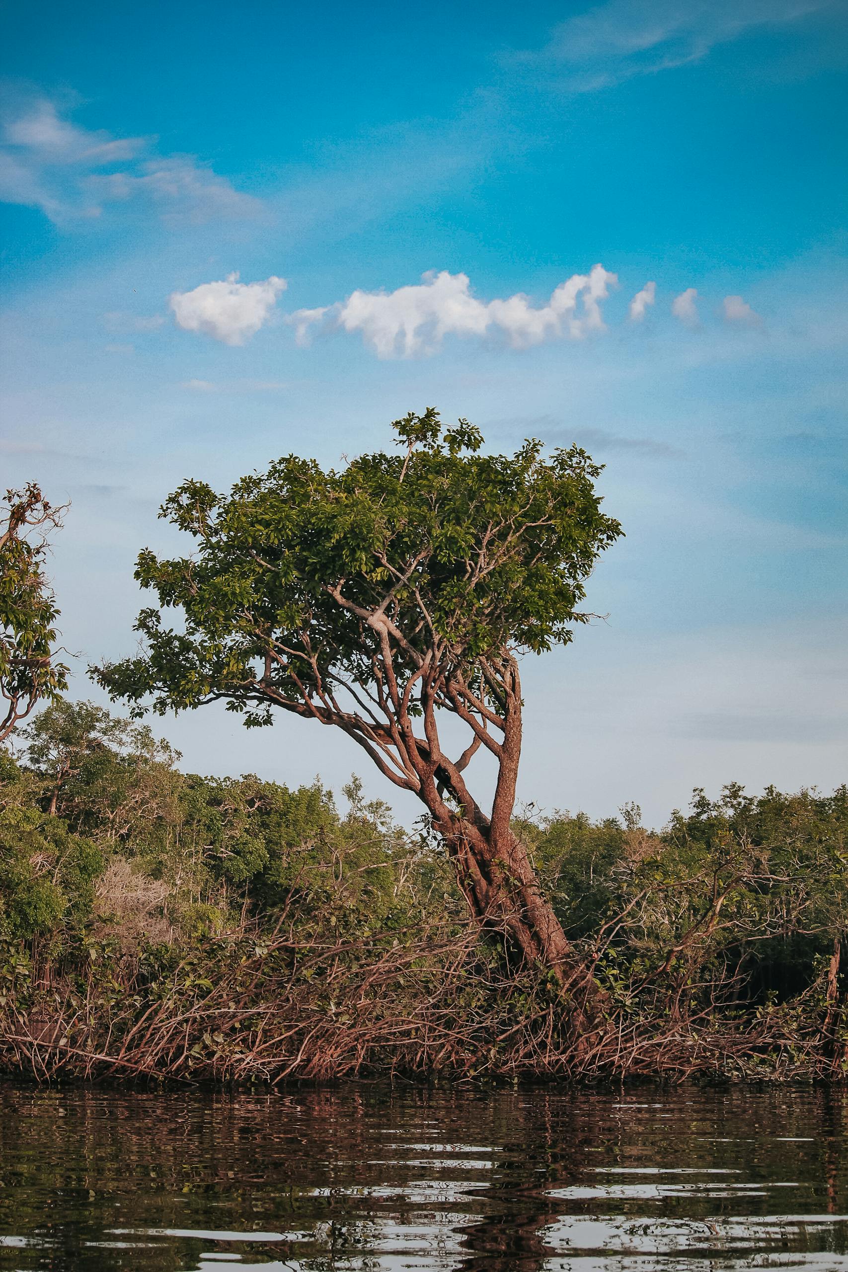 Investimentos Estrangeiros na Amazônia: Oportunidades, Desafios e Perspectivas Futuras