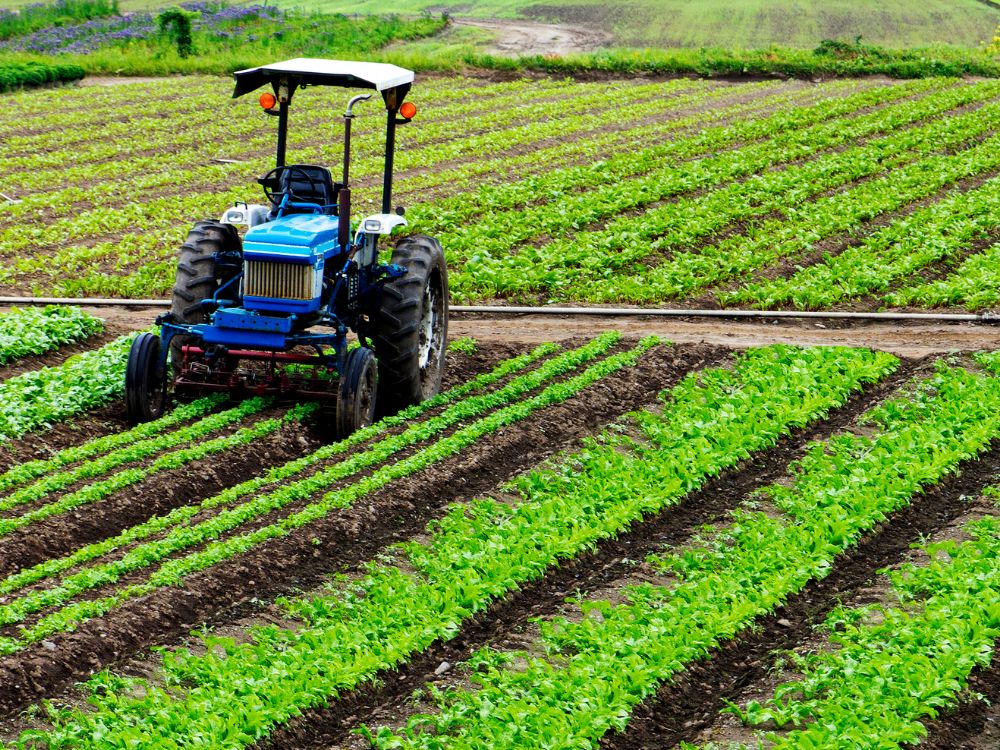 Saiba quais são os produtos agropecuários de Minas Gerais
